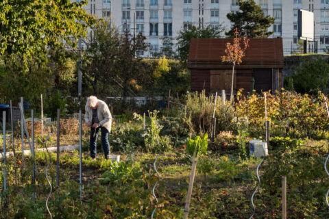 jardin potager