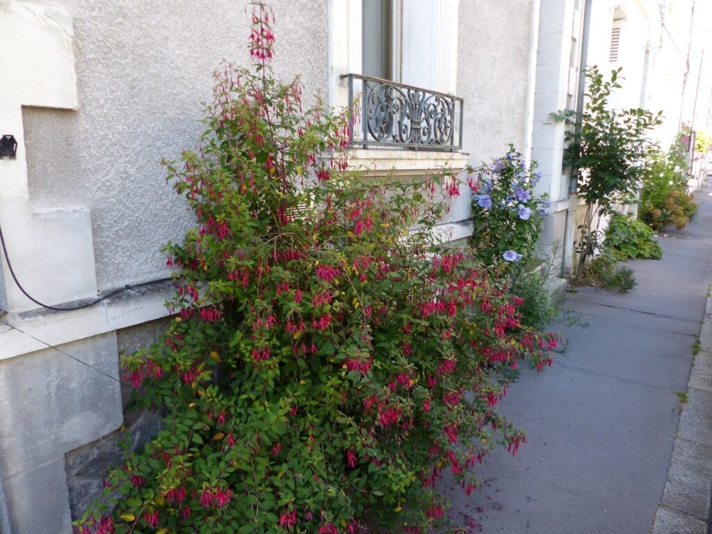 fosse pas assez contenue taillée et pouvant entraver le passage sur trottoir : une taille légère de ce fuchsia s’impose  - Agrandir l'image, fenêtre modale