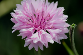 Les ateliers de botanique permettront d'identifier facilement cette centaurée