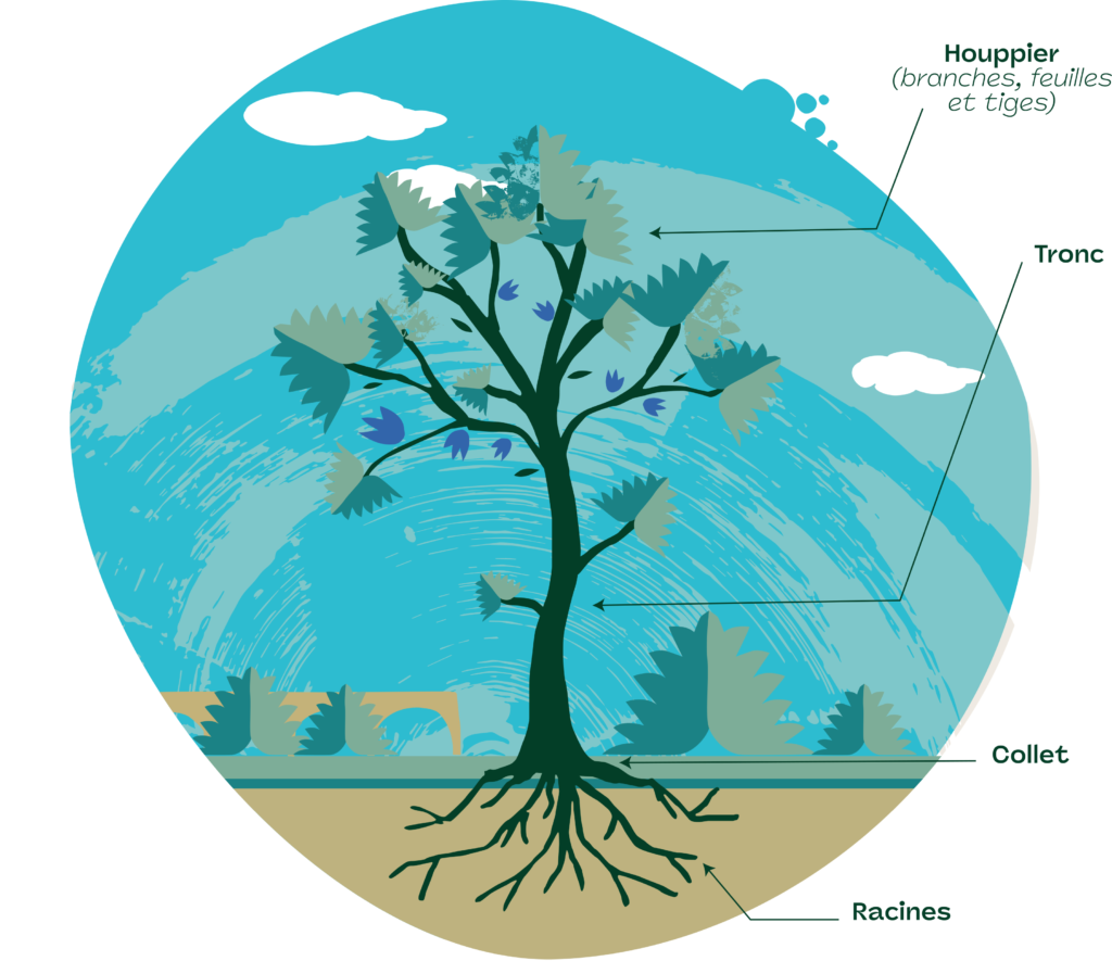 Modalité de plantation d'un arbre - Agrandir l'image, fenêtre modale